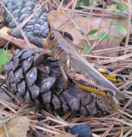 grasshopper on pinecone