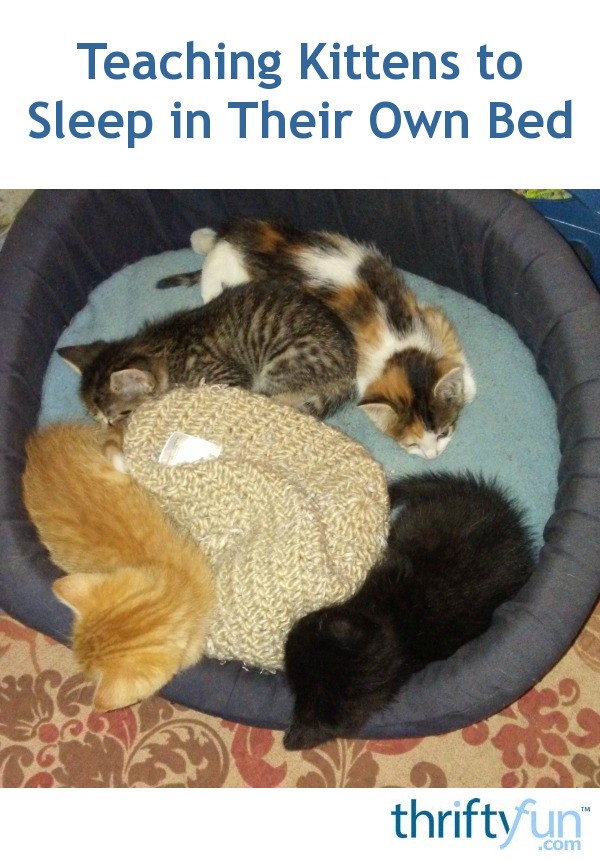 Teaching Kittens to Sleep in Their Own Bed ThriftyFun