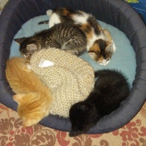 Teaching Kittens to Sleep in Their Own Bed