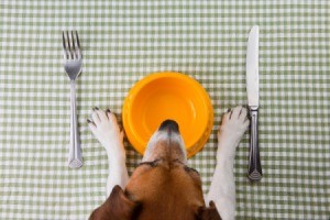 dog at table with plate and flatware