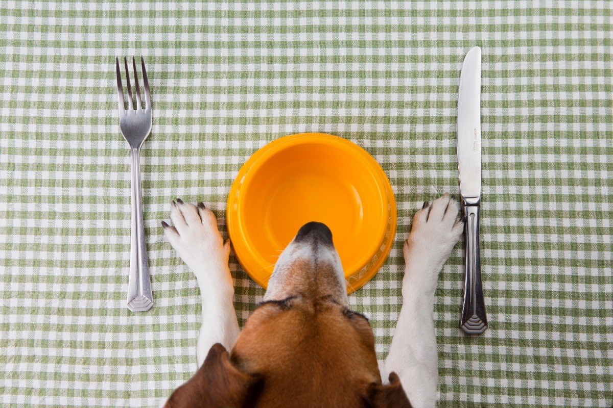 Tips for Changing Your Pet's Food ThriftyFun