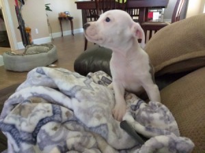 white and gray Pit puppy