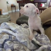 white and gray Pit puppy