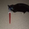 cat with light saber