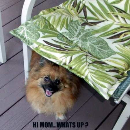 Pom on porch under chair