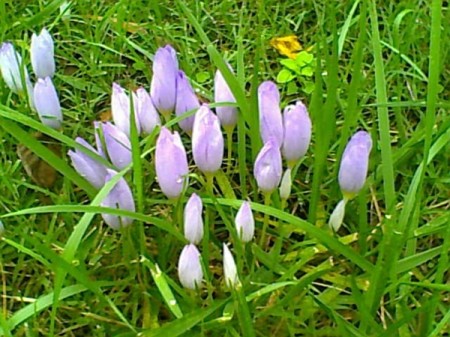 A Carpet Of Colchicum (Meadow Saffron)