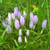 A Carpet Of Colchicum (Meadow Saffron)