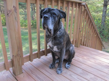 Fiona sitting on a deck