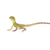 Chinese Water Dragon lizard on a white background