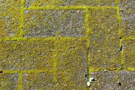 A walkway with moss growing between the bricks.