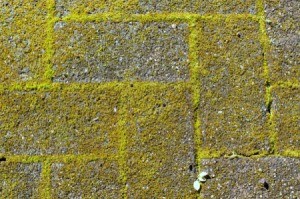 A walkway with moss growing between the bricks.
