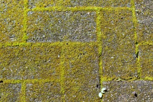 A walkway with moss growing between the bricks.