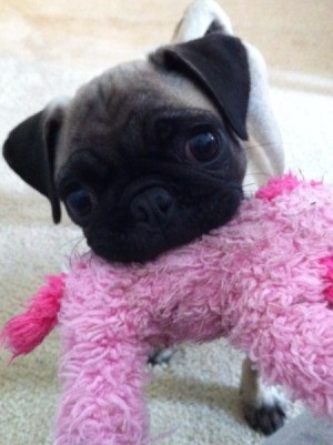 Pug with pink dog toy