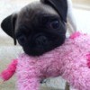 Pug with pink dog toy