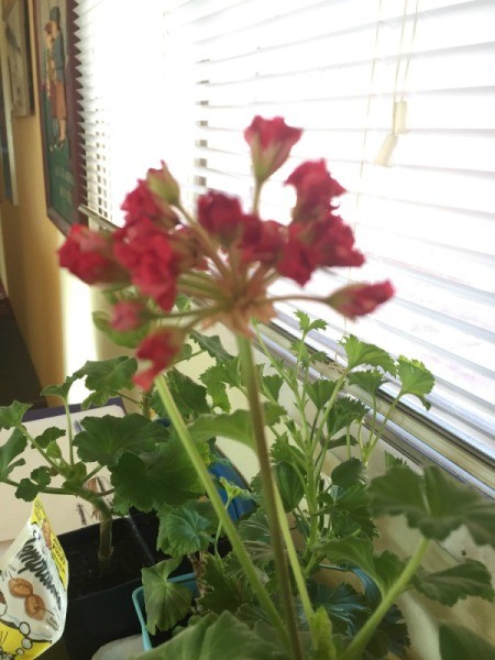 red flowering geranium