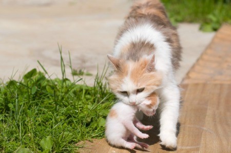 Mother cat carrying a kitten in her mouth walking outside