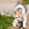 Mother cat carrying a kitten in her mouth walking outside