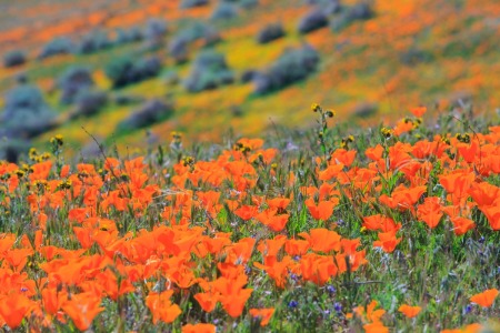 California Wildflowers