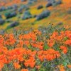 California Wildflowers