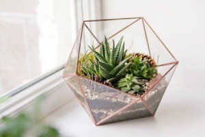 Mini succulent garden in glass terrarium