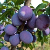 Plums growing on tree