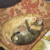 Peanut and Tiger (Domestic Shorthair)