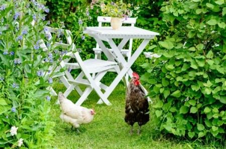 Two chickens in the backyard garden.