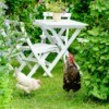 Two chickens in the backyard garden.