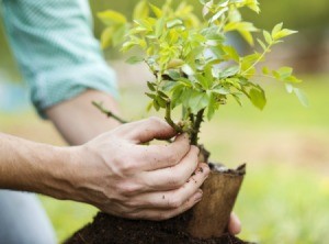 Planting Shrubs