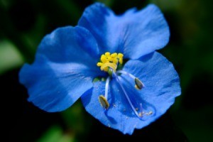 An asiatic dayflower bloom.