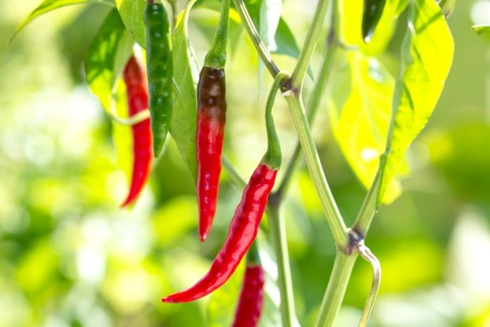 Chili peppers growing outside.