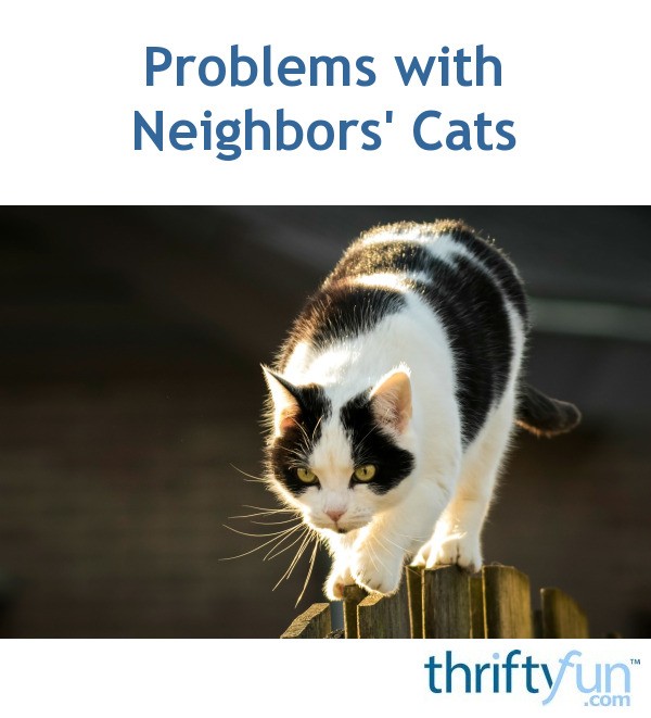 Problems with Neighbors' Cats ThriftyFun