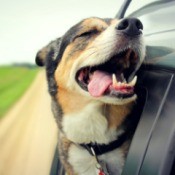 A dog with his head out the window of a car.