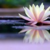 A lotus flower in a pond, with a clear reflection.
