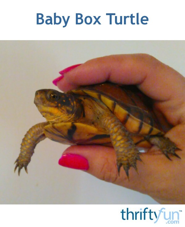 Baby Box Turtle | ThriftyFun