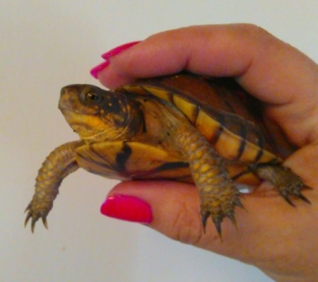 Woman's hand holding a baby turtle.