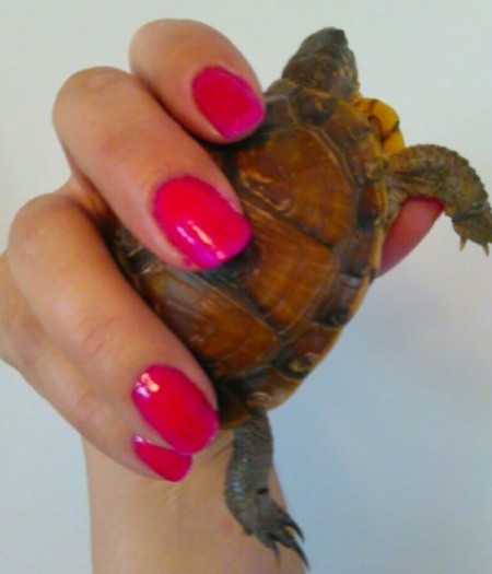 Baby Box Turtle