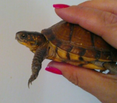 Baby Box Turtle