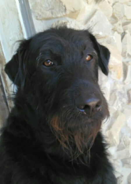 larger black terrier mix