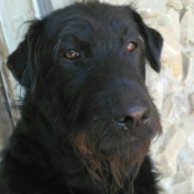 larger black terrier mix