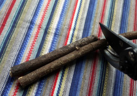 using first twig to measure next and so on