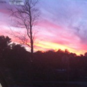 beautiful bluish grey and pink sky with dark tree line