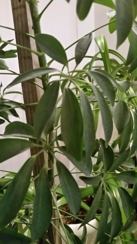 Tall narrow plant with multiple long leaves per branch.