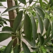 Tall narrow plant with multiple long leaves per branch.