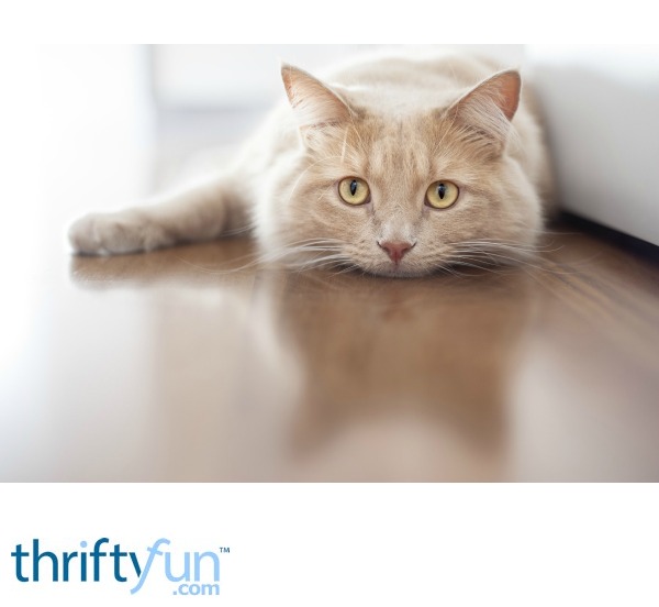 Home Remedies for Constipated Cats? ThriftyFun