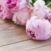 A bunch of fresh peonies on a wood floor.