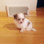 White and brown fuzzy puppy sitting on wood floor.