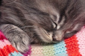 A kitten sleeping on a colorful blanket.
