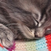 A kitten sleeping on a colorful blanket.