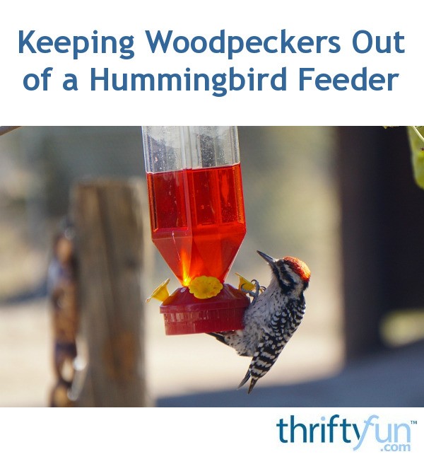 Keeping Woodpeckers Out Of A Hummingbird Feeder Thriftyfun